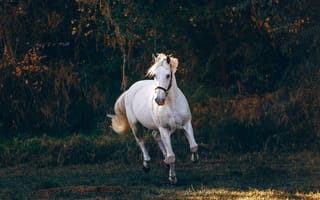 Картинка бег, белая лошадь, быстрорастущий, дневной свет, домашнее животное, домашний, животное, конный спорт, лошадь, млекопитающее, на открытом воздухе, пастбище, трава, ферма