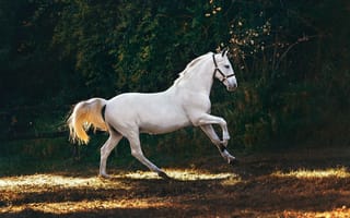 Картинка белая лошадь, быстрорастущий, галоп, домашнее животное, домашний, жеребец, животное, конный спорт, лошадь, млекопитающее, на открытом воздухе, пастбище, поле, трава, ферма