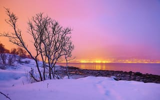 Картинка зима, Норвегия, природа, дерево, снег