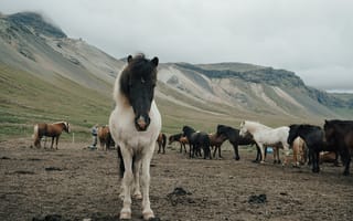 Картинка горы, грива, дневной свет, домашний, домашняя живность, жеребец, животные, исландская лошадь, кобыла, коневодство, коричневый, лошади, лошадь, млекопитающие, на открытом воздухе, пастбище, пейзаж, поле, природа, сельское хозяйство, трава, ферма