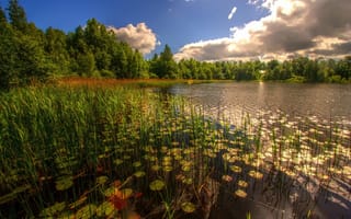 Картинка Таллинн, природа, вода, растительность, отражение