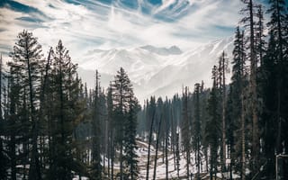 Картинка горы, деревья, зима, лес, на открытом воздухе, пейзаж, природа, простуда, снег, туман
