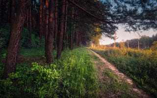 Картинка Нахабино, Москва, лес, дерево, лесистая местность