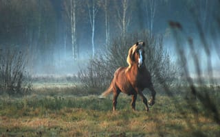 Картинка деревья, животное, лошадь, рассвет, сумерки, трава, туман