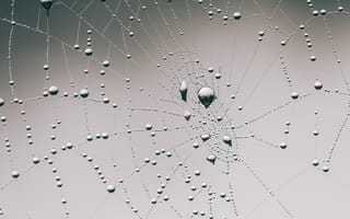Картинка абстрактный, вода, дизайн, дождь, интернет, капать, капли воды, крупный план, ловушка, мокрый, монохромный, оттенки серого, пауки, паутина, роса, узор