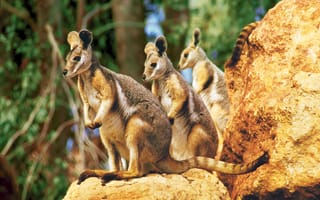 Картинка сумчатое животное, валлаби, достопримечательность, Дикая Жизнь В Сиднее, наземные животные