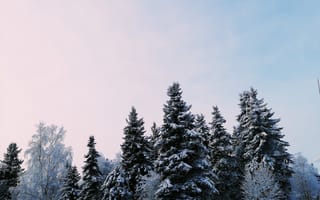 Картинка деревья, живописный, зима, природа, простуда, сезон, снег