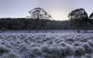 Картинка зима Австралия, парк, природа, природный ландшафт, дерево