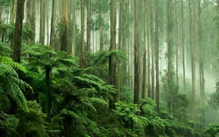 Картинка тропический лес, тропические леса, природа, лес, растительность