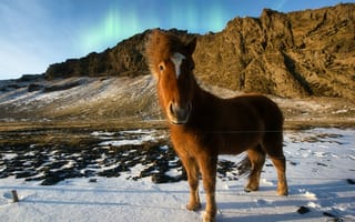 Картинка гора, дикая природа, домашний скот, животное, зима, исландия, лошадь, милый, пейзаж, пони, простуда, Северное сияние, снег