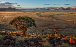 Картинка Намибия, природа, дикая местность, кустарник, экорегион