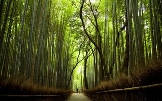 Картинка Сагано Бамбуковый Лес, арасияма, лес, природа, бамбуковый лес