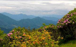 Картинка Северная Каролина, растительность, природа, горный рельеф, горная станция