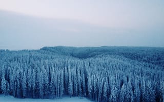 Картинка Сибирь, зима, замораживание, дерево