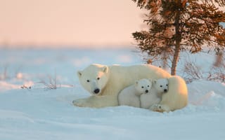 Картинка белый медведь, медведь, Арктика, окружающая среда, полярные льды
