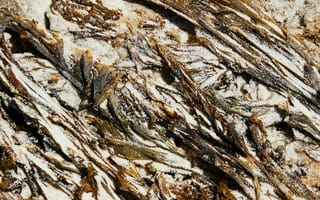 Картинка copy space, абстрактный, безводный, бесшумный, Биология, вертикальный выстрел, вид сверху, водоросли, грубый, деталь, завод, земля, камень, климат, молотый, море, морской, на открытом воздухе, низ, океан, окружающая среда, органический, песок, поверхность, погода, прилив, природа, рок, рост, сверху, сухой, текстура, тихий, тонкий, трава, флора, фрагмент, экосистема, элемент