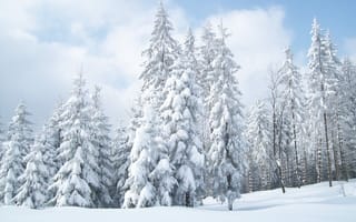 Картинка снег, иллюстрация, зима, дерево, белые
