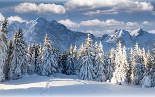 Обои снег, зима, гора, дерево, горный рельеф