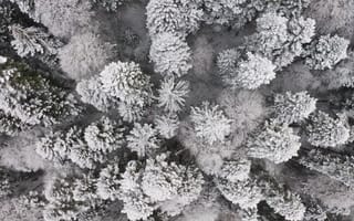 Картинка вид сверху, деревья, зима, мороз, на открытом воздухе, погода, покрытый снегом, природа, простуда, снег, снимок с квадрокоптера