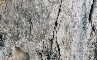 Картинка copy space, абстрактный, ботанический, бревно, в возрасте, вертикальный выстрел, высохший, грубый, грязь, дерево, деревянный, древесина, дуб, дыра, Кора, крупный план, лес, лесоматериал, оборванный, органический, перелом, поверхность, повреждение, потертый, природа, природный, разрушаться, сплошной, ствол, структура, сухой, твердая древесина, текстура, трещина