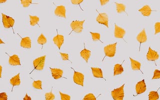 Картинка абстрактный, листья, натюрморт, осень, природа, студийная съемка, узор
