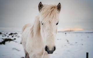 Картинка белый, животное, лошадь, поле, природа, снег