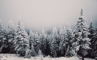 Картинка деревья, зима, лес, пейзаж, простуда, снег