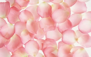 Картинка лепесток, цветок, розовый, семья Роуз, конфетти