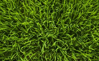 Картинка газон, искусственное покрытие, трава, сад, растение