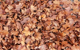 Картинка лист, ветвь, осень, листопадные, кленовый лист