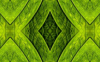 Картинка лист, зеленый, узор, симметрия, семейство травы
