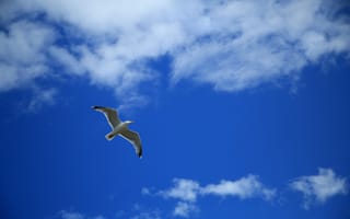 Картинка синий, облако, дневное время, крыло, птица