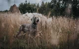 Картинка Веймарская легавая, пес, Псовые, собака породы, спортивные группы