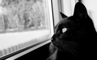 Картинка черная кошка, кот, кошачьих, черный, бакенбарды
