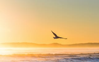 Картинка птица, море, закат, океан, горизонт