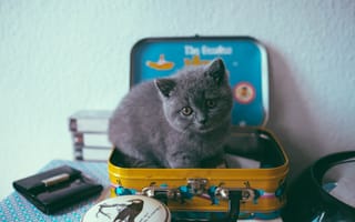 Картинка котенок, кошачьих, кот, русская голубая, британская короткошерстная