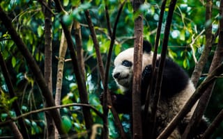 Картинка гигантская панда, природный заповедник, джунгли, наземные животные, живая природа