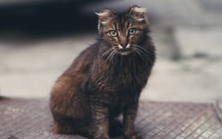 Картинка кот, норвежский лесной кот, Дикая кошка, котенок, черная кошка