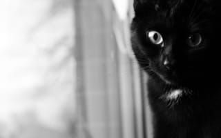Картинка кот, черная кошка, морда, кошачьих, черный