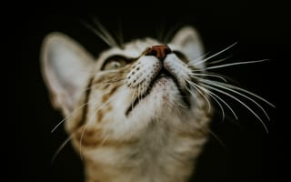 Картинка кот, бакенбарды, кошачьих, мимика, нос