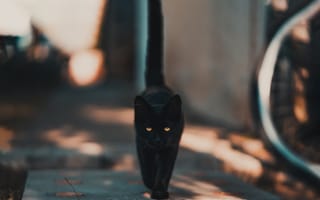 Картинка черная кошка, кот, железо, кошачьих, бакенбарды
