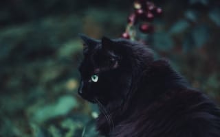 Картинка кот, черная кошка, черный, бакенбарды, кошачьих