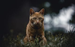 Картинка полосатый кот, кот, бакенбарды, кошачьих, живая природа