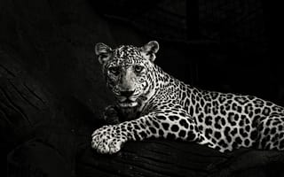 Картинка Ягуар, Леопард, тигр, черный и белый, Лев