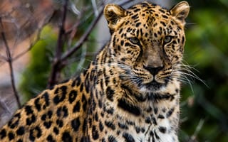 Картинка африканский леопард, кошачьих, кот, большая кошка, наземные животные