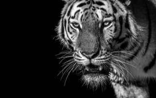Картинка тигр, Белый тигр, бенгальский тигр, живая природа, бакенбарды