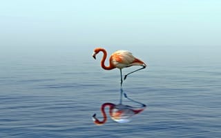 Картинка фламинго, Большой фламинго, птица, водоплавающие птицы, вода