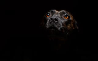 Картинка пес, стаффордширский бультерьер, американский питбультерьер, ротвейлер, щенок