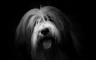 Картинка пес, собака породы, Псовые, бородатая колли, havanese собак