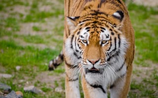 Картинка Лев, бенгальский тигр, большая кошка, кот, Амурский тигр